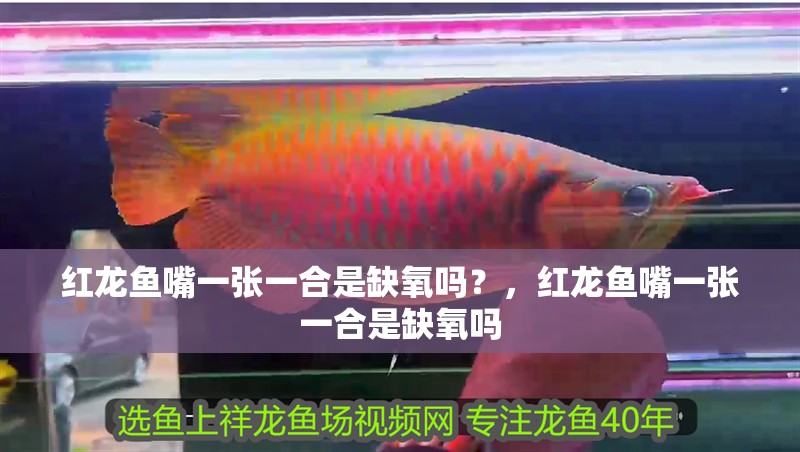 紅龍魚嘴一張一合是缺氧嗎？，紅龍魚嘴一張一合是缺氧嗎