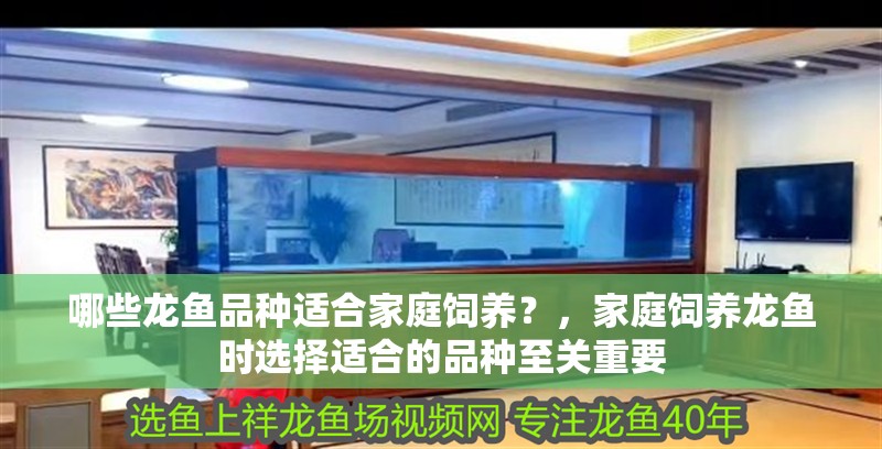 哪些龍魚品種適合家庭飼養？，家庭飼養龍魚時選擇適合的品種至關重要