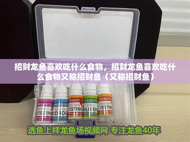 招財龍魚喜歡吃什么食物，招財龍魚喜歡吃什么食物又稱招財魚（又稱招財魚）
