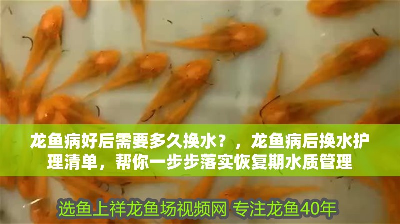 龍魚病好后需要多久換水？，龍魚病后換水護理清單，幫你一步步落實恢復期水質管理