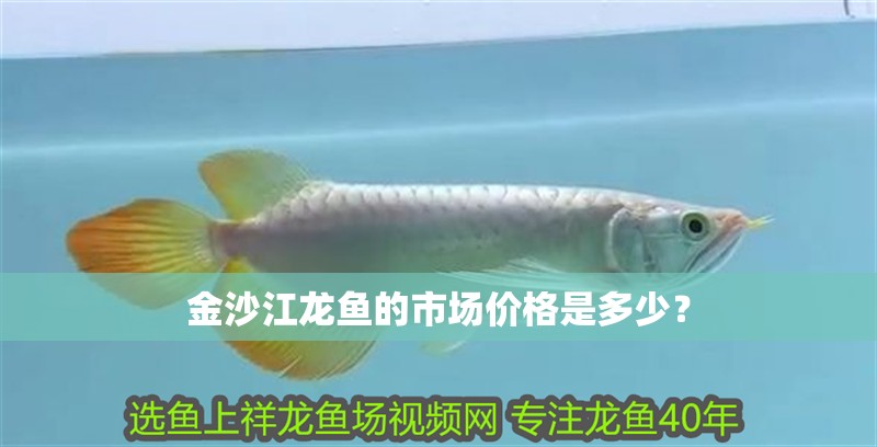 金沙江龍魚的市場價(jià)格是多少？