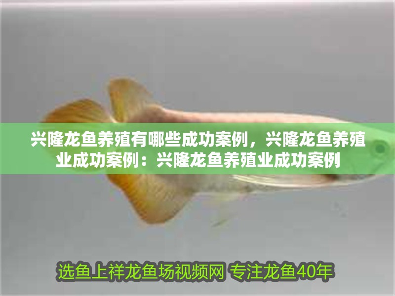 興隆龍魚養殖有哪些成功案例，興隆龍魚養殖業成功案例：興隆龍魚養殖業成功案例