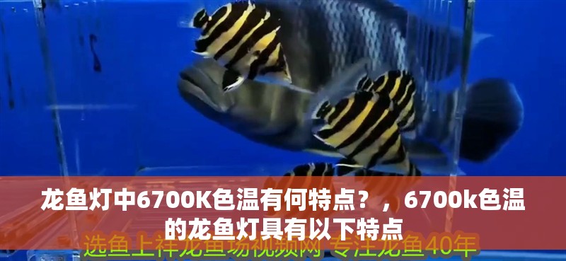 龍魚燈中6700K色溫有何特點？，6700k色溫的龍魚燈具有以下特點