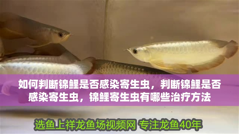 如何判斷錦鯉是否感染寄生蟲，判斷錦鯉是否感染寄生蟲，錦鯉寄生蟲有哪些治療方法