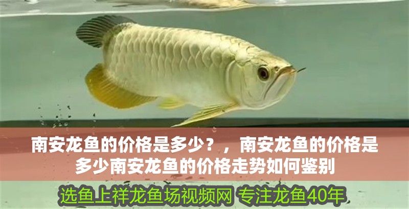 南安龍魚的價格是多少？，南安龍魚的價格是多少南安龍魚的價格走勢如何鑒別
