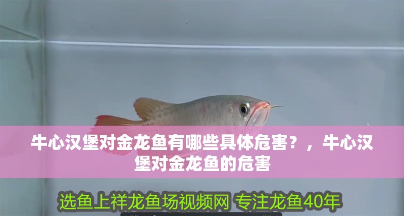 牛心漢堡對金龍魚有哪些具體危害？，牛心漢堡對金龍魚的危害