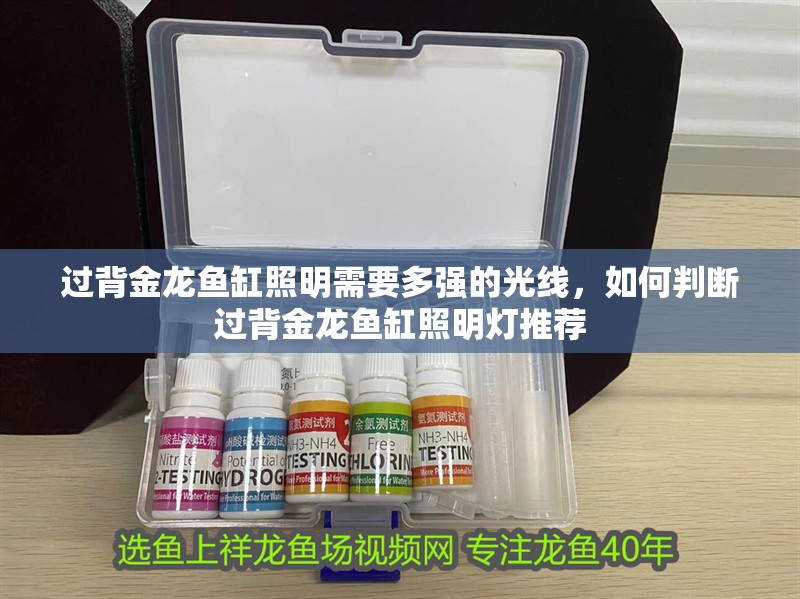 過背金龍魚缸照明需要多強的光線，如何判斷過背金龍魚缸照明燈推薦