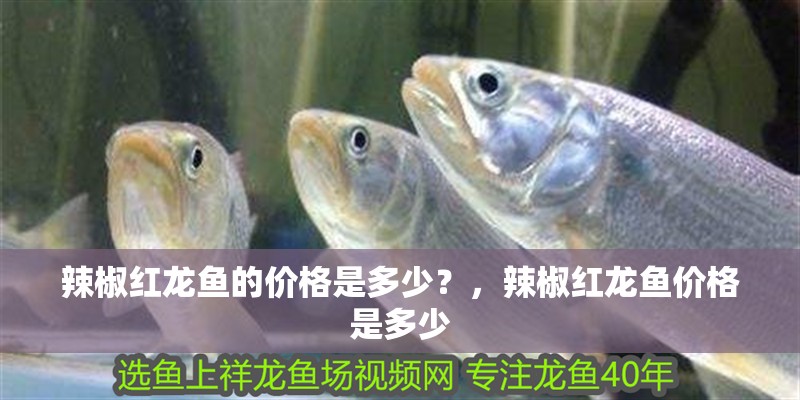 辣椒紅龍魚的價格是多少？，辣椒紅龍魚價格是多少