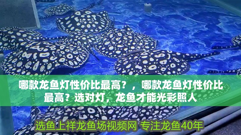哪款龍魚燈性價比最高？，哪款龍魚燈性價比最高？選對燈，龍魚才能光彩照人