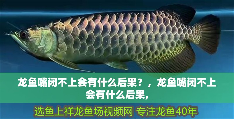 龍魚嘴閉不上會(huì)有什么后果？，龍魚嘴閉不上會(huì)有什么后果,
