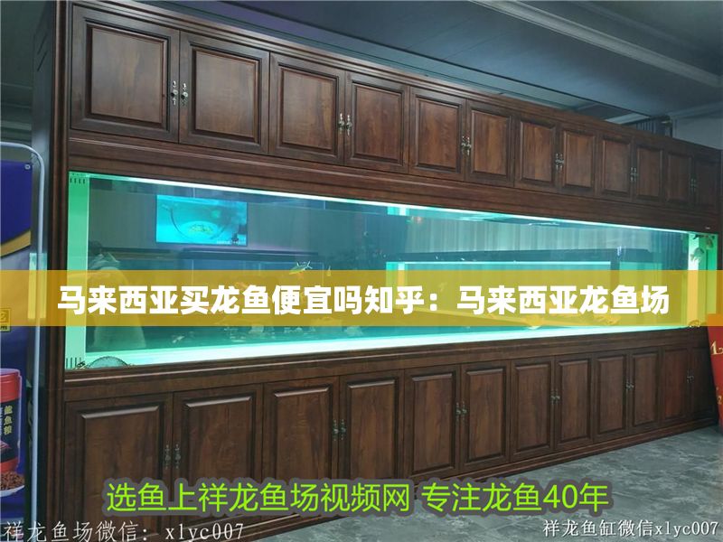 馬來(lái)西亞買龍魚(yú)便宜嗎知乎：馬來(lái)西亞龍魚(yú)場(chǎng)