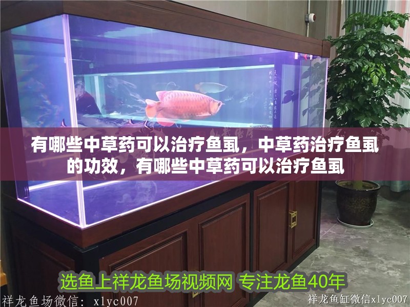 有哪些中草藥可以治療魚虱，中草藥治療魚虱的功效，有哪些中草藥可以治療魚虱