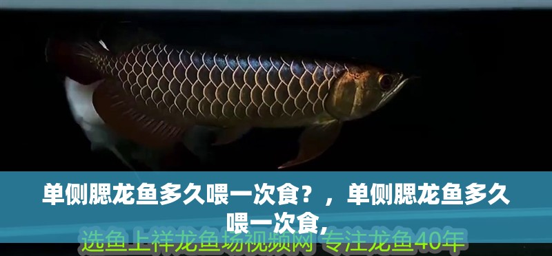 單側(cè)腮龍魚多久喂一次食？，單側(cè)腮龍魚多久喂一次食,