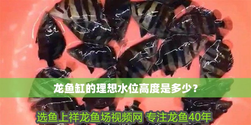 龍魚缸的理想水位高度是多少？