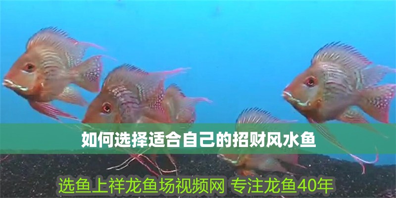 如何選擇適合自己的招財風水魚