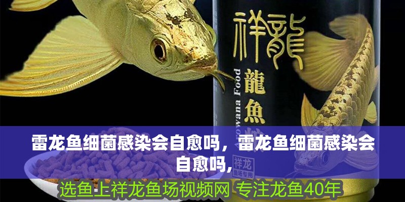 雷龍魚細菌感染會自愈嗎，雷龍魚細菌感染會自愈嗎,