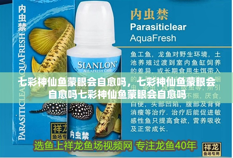 七彩神仙魚蒙眼會自愈嗎，七彩神仙魚蒙眼會自愈嗎七彩神仙魚蒙眼會自愈嗎