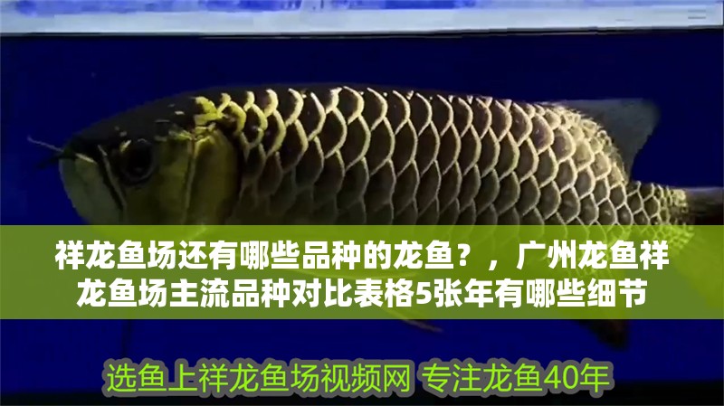 祥龍魚場(chǎng)還有哪些品種的龍魚？，廣州龍魚祥龍魚場(chǎng)主流品種對(duì)比表格5張年有哪些細(xì)節(jié)