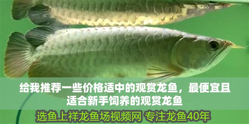 給我推薦一些價格適中的觀賞龍魚，最便宜且適合新手飼養的觀賞龍魚