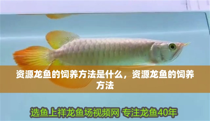 資源龍魚的飼養方法是什么，資源龍魚的飼養方法