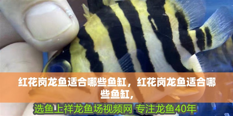 紅花崗龍魚適合哪些魚缸，紅花崗龍魚適合哪些魚缸,