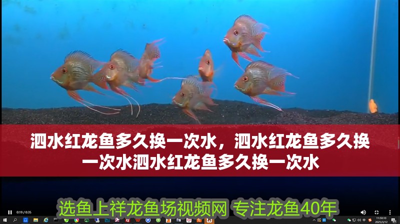 泗水紅龍魚多久換一次水，泗水紅龍魚多久換一次水泗水紅龍魚多久換一次水