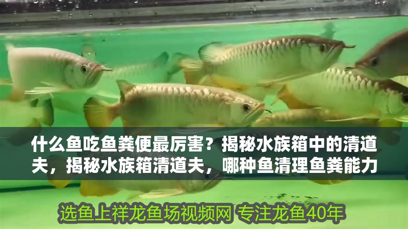 什么魚吃魚糞便最厲害？揭秘水族箱中的清道夫，揭秘水族箱清道夫，哪種魚清理魚糞能力最強？ 什么魚吃魚糞便最厲害？揭秘水族箱中的清道夫，揭秘水族箱清道夫，哪種魚清理魚糞能力最強？ 龍魚百科 第1張