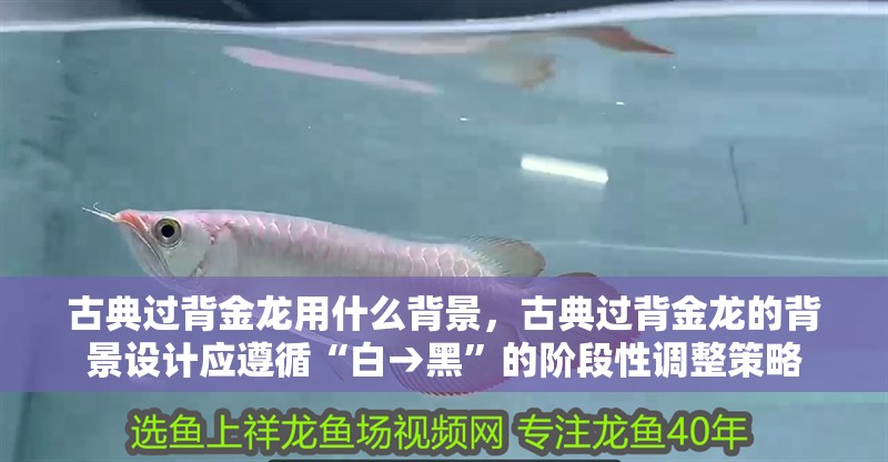古典過背金龍用什么背景，古典過背金龍的背景設計應遵循“白→黑”的階段性調整策略