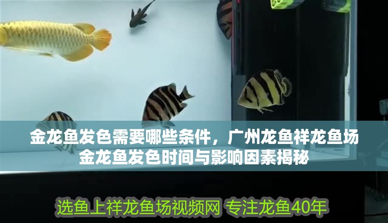 金龍魚發(fā)色需要哪些條件，廣州龍魚祥龍魚場金龍魚發(fā)色時間與影響因素揭秘