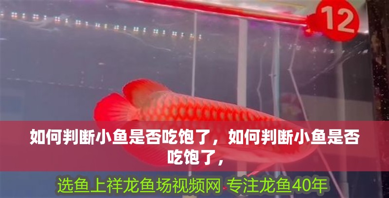 如何判斷小魚是否吃飽了，如何判斷小魚是否吃飽了，