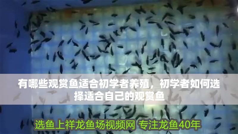 有哪些觀賞魚適合初學者養殖，初學者如何選擇適合自己的觀賞魚