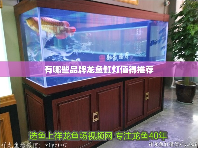 有哪些品牌龍魚缸燈值得推薦