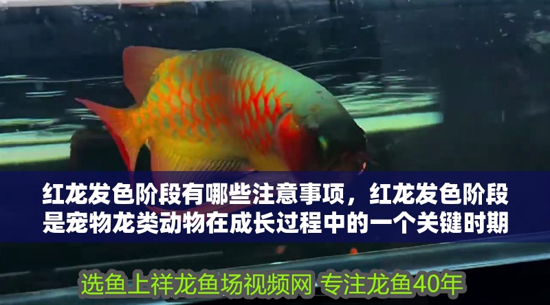 紅龍發色階段有哪些注意事項，紅龍發色階段是寵物龍類動物在成長過程中的一個關鍵時期