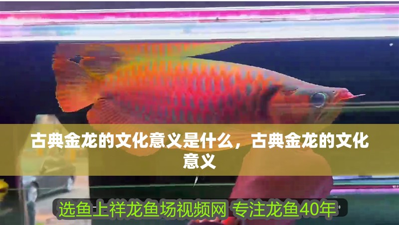 古典金龍的文化意義是什么，古典金龍的文化意義