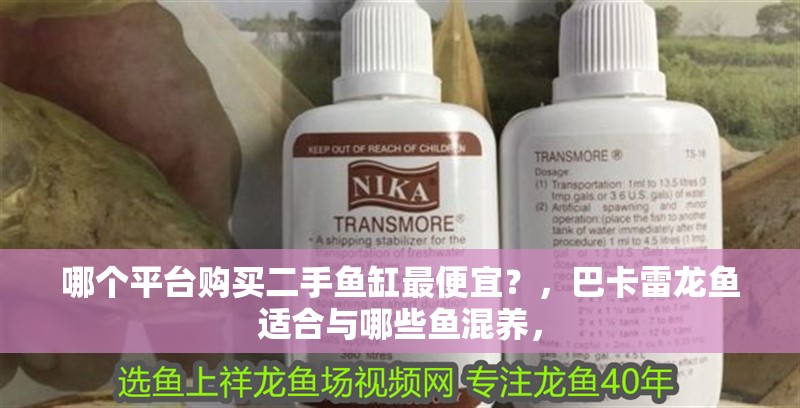 哪個平臺購買二手魚缸最便宜？，巴卡雷龍魚適合與哪些魚混養，