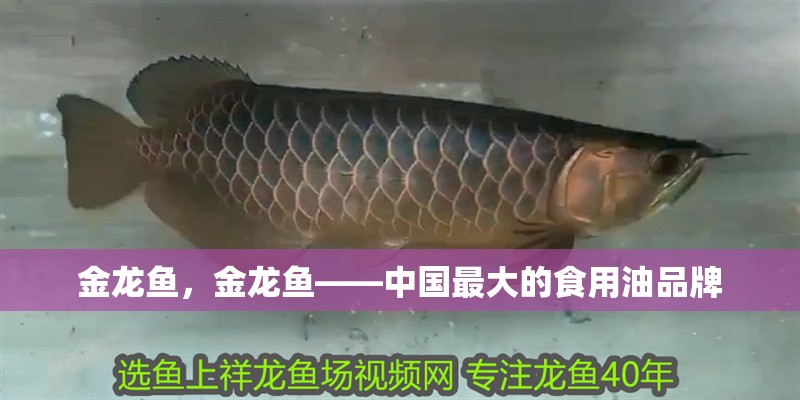 金龍魚，金龍魚——中國最大的食用油品牌