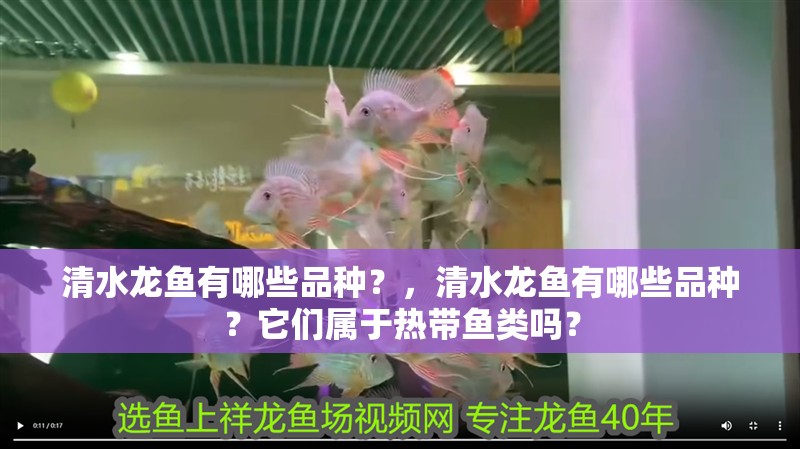 清水龍魚(yú)有哪些品種？，清水龍魚(yú)有哪些品種？它們屬于熱帶魚(yú)類嗎？