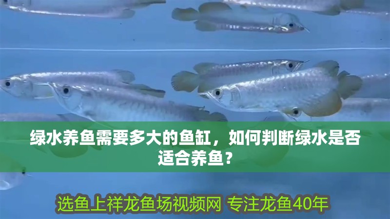 綠水養魚需要多大的魚缸，如何判斷綠水是否適合養魚？