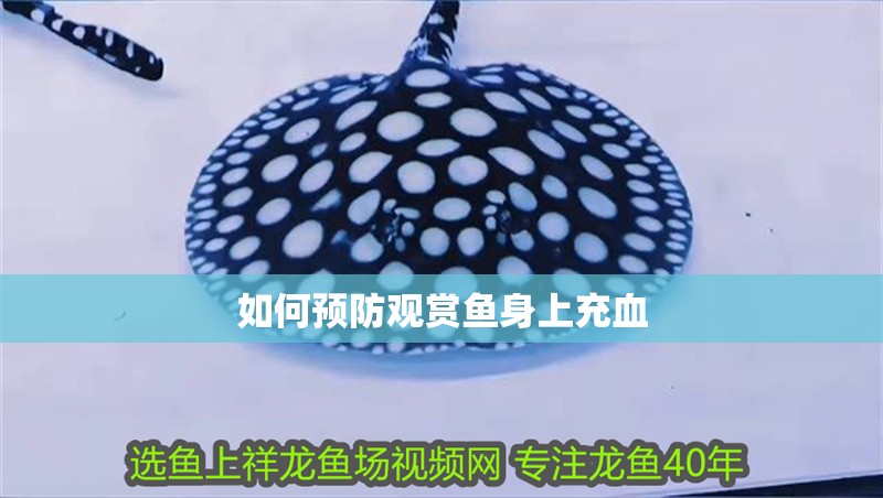 如何預防觀賞魚身上充血