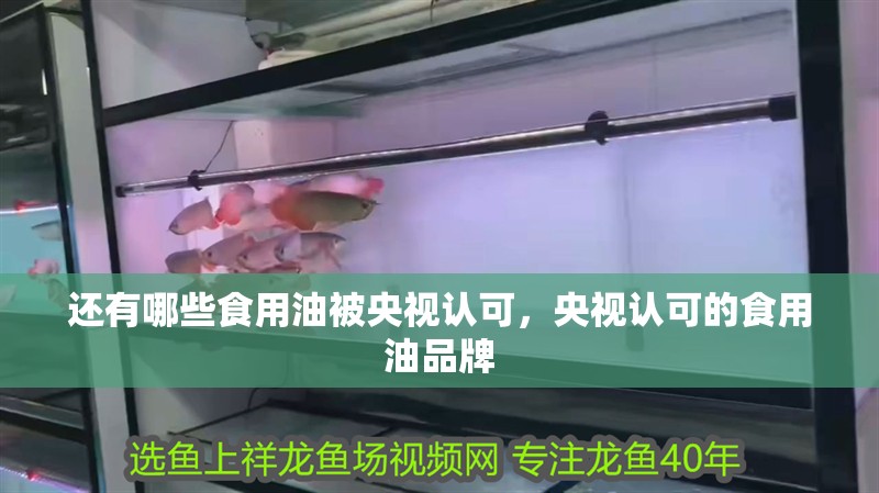 還有哪些食用油被央視認可，央視認可的食用油品牌