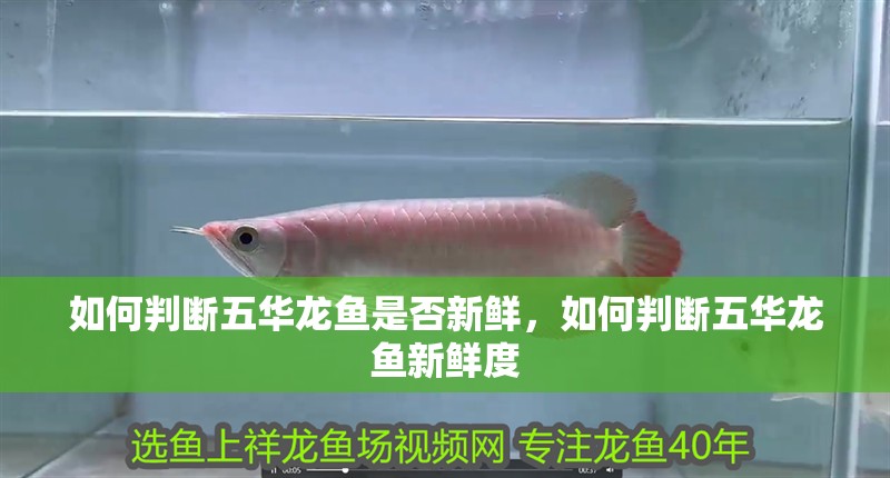 如何判斷五華龍魚是否新鮮，如何判斷五華龍魚新鮮度