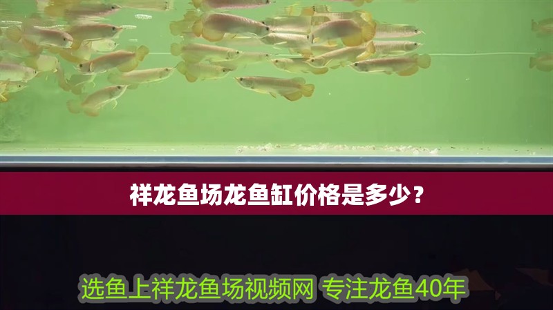 祥龍魚場龍魚缸價格是多少？