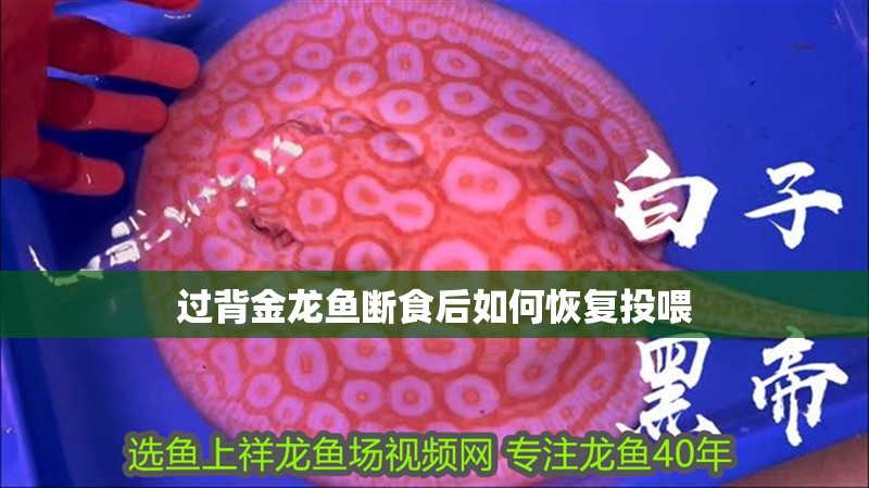 過背金龍魚斷食后如何恢復(fù)投喂