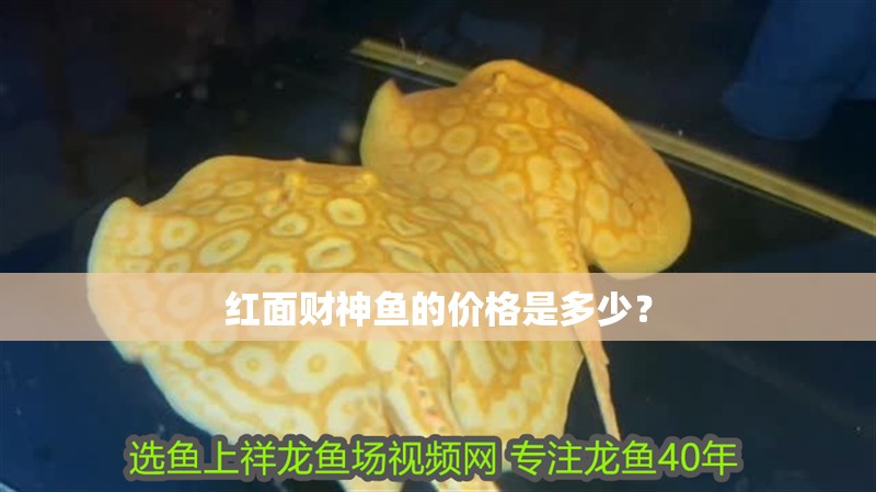 紅面財神魚的價格是多少？