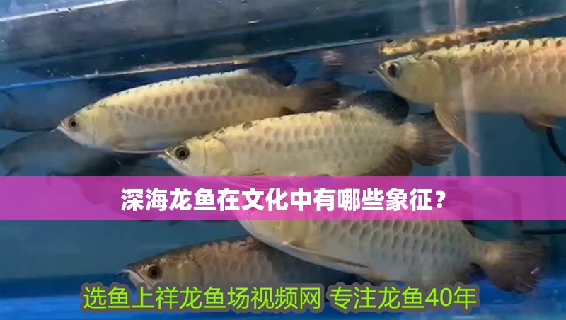 深海龍魚在文化中有哪些象征？