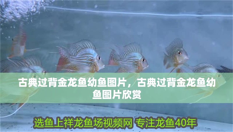 古典過背金龍魚幼魚圖片，古典過背金龍魚幼魚圖片欣賞