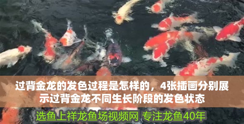 過(guò)背金龍的發(fā)色過(guò)程是怎樣的，4張插畫(huà)分別展示過(guò)背金龍不同生長(zhǎng)階段的發(fā)色狀態(tài)