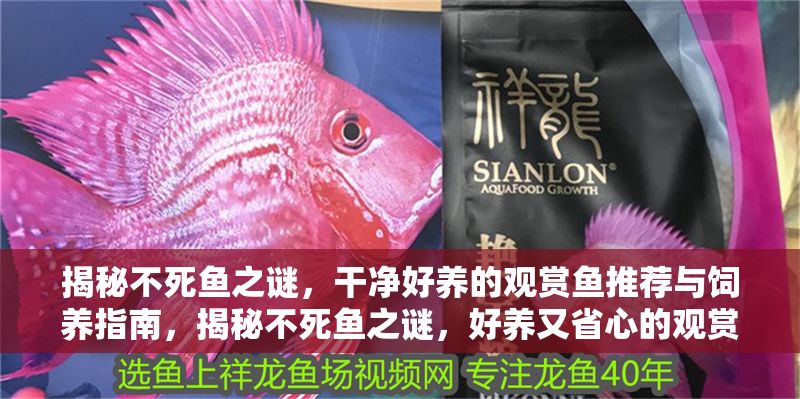 揭秘不死魚之謎，干凈好養的觀賞魚推薦與飼養指南，揭秘不死魚之謎，好養又省心的觀賞魚推薦與飼養全攻略