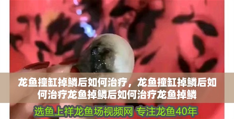 龍魚撞缸掉鱗后如何治療，龍魚撞缸掉鱗后如何治療龍魚掉鱗后如何治療龍魚掉鱗
