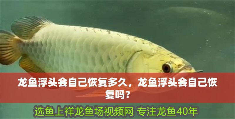 龍魚浮頭會自己恢復多久，龍魚浮頭會自己恢復嗎？